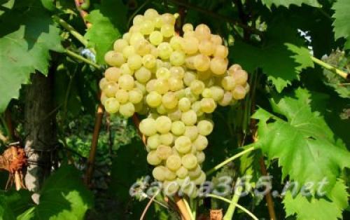 Неукрывные сорта винограда для средней полосы россии. Лучшие сорта винограда