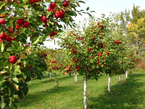 Совместимость красной смородины с другими деревьями и кустами. Какие растения нельзя сажать вместе со смородиной 03 Совместимость красной смородины с другими деревьями и кустами. Какие растения нельзя сажать вместе со смородиной 03