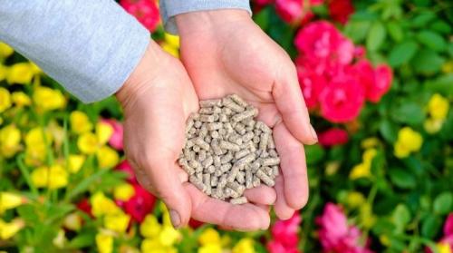 Чем подкормить розы в августе?