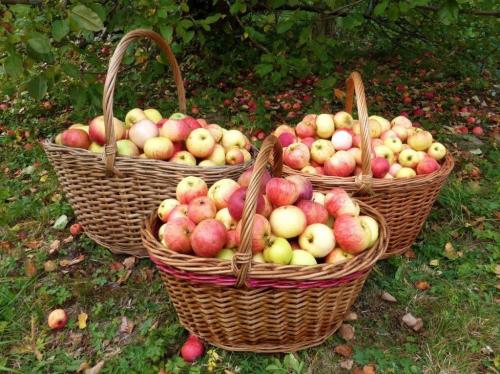 Ранняя яблоня сорта для средней полосы. Как выбрать ранний сорт яблони