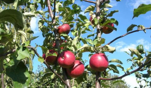 Название яблонь зимних. Всё про зимние сорта яблок