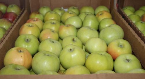 Название яблонь зимних. Всё про зимние сорта яблок