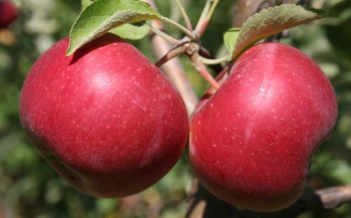 Название яблонь зимних. Всё про зимние сорта яблок