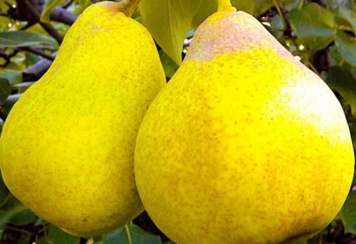 Сорт осенних груш. Добавление статьи в новую подборку 08