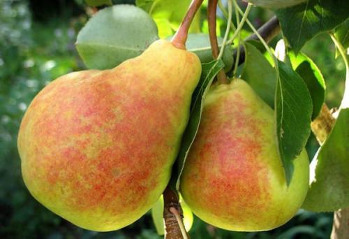 Сорт осенних груш. Добавление статьи в новую подборку 07