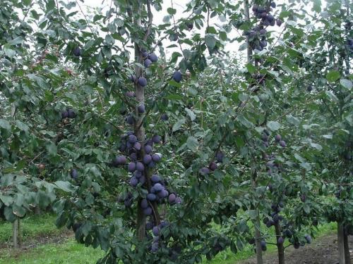 Совместимость фруктовых деревьев в саду таблица. Наилучшая совместимость плодовых деревьев и кустарников 04