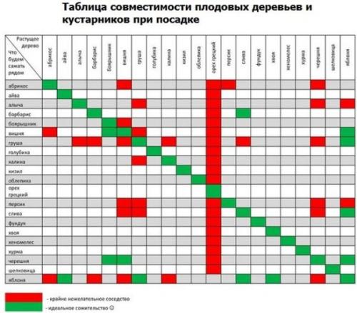 Совместимость фруктовых деревьев при посадке. Совместимость плодовых деревьев и кустарников при посадке