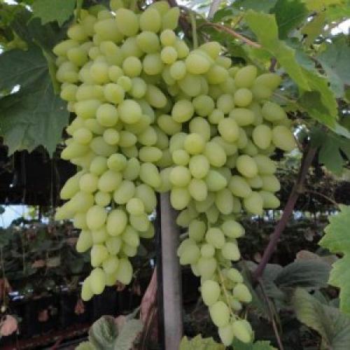 Сорта винограда в украине. Лучшие украинские сорта винограда