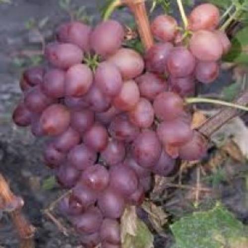 Сорта винограда в украине. Лучшие украинские сорта винограда