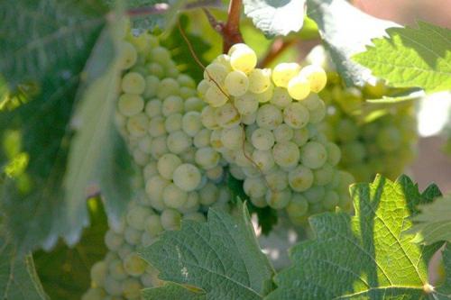 Сорт винограда на а. Лучшие сорта винограда: фото, названия и описания (каталог)