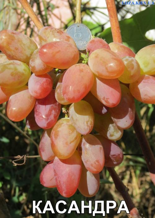 Сорт винограда на р. Все сорта винограда: для Черноземья, неприхотливые, для средней полосы России, не укрывные и самые вкусные, рейтинг ТОП-20 с фото