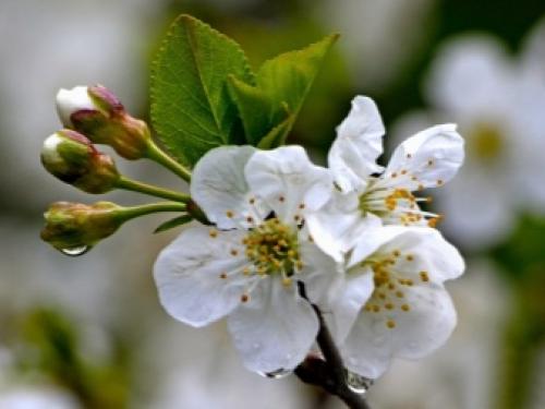 Когда поспеет вишня. Сбор урожая 03