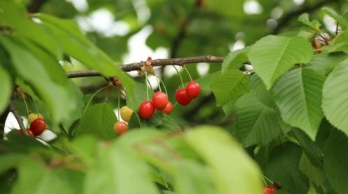 Почему не цветет вишня, что делать. Почему вишня не плодоносит?