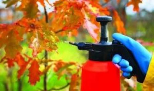 Обработка яблонь осенью. Как должна выполняться обработка яблонь осенью от вредителей и болезней?