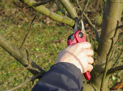 Уход за молодой яблоней весной. Как ухаживать за молодыми яблонями 02 Уход за молодой яблоней весной. Как ухаживать за молодыми яблонями 02