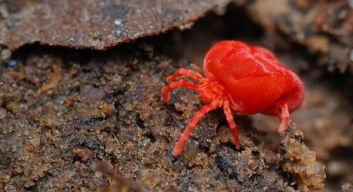 Чем обработать яблоню от вредителей. Какие вредители угрожают яблоням