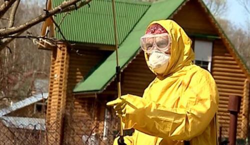 Обработка яблонь осенью. Как должна выполняться обработка яблонь осенью от вредителей и болезней?