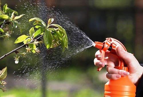 Чем обрабатывать яблони и груши весной. Особенности весенней обработки