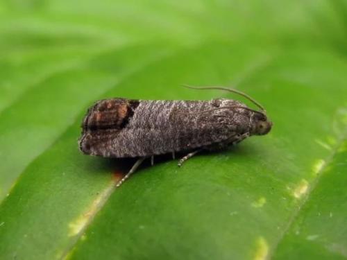 Обработка яблонь осенью. Как должна выполняться обработка яблонь осенью от вредителей и болезней?