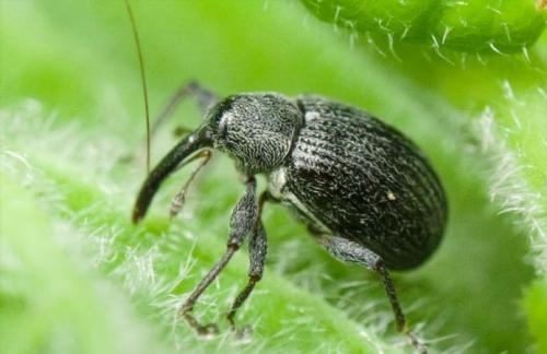 Чем обработать яблоню от вредителей. Какие вредители угрожают яблоням