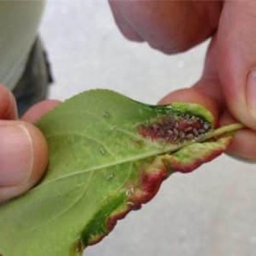 Чем обработать яблоню от вредителей. Какие вредители угрожают яблоням