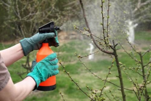 Обработка яблонь весной народными средствами. Цели обработки