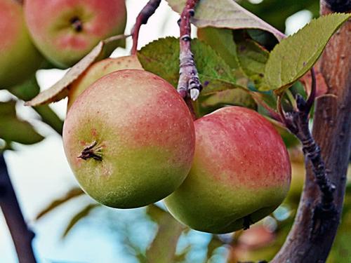 Обрезка и уход за яблонями. Уход за саженцем яблони в первый год жизни