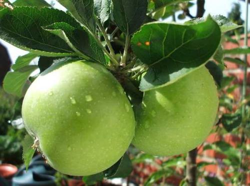 Уход за молодой яблоней весной. Как ухаживать за молодыми яблонями 08 Уход за молодой яблоней весной. Как ухаживать за молодыми яблонями 08