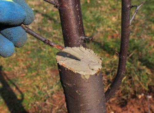 Уход за молодой яблоней весной. Как ухаживать за молодыми яблонями 04 Уход за молодой яблоней весной. Как ухаживать за молодыми яблонями 04