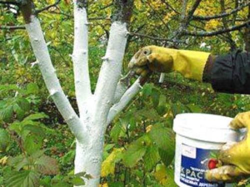 Обработка яблонь осенью. Как должна выполняться обработка яблонь осенью от вредителей и болезней?