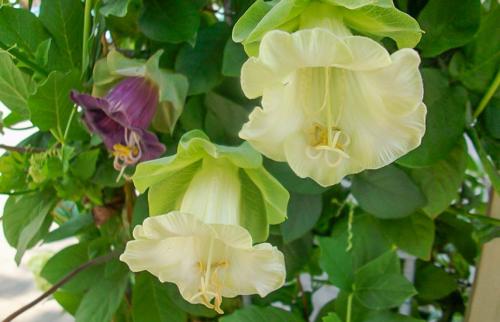 Вьющиеся цветы однолетние. Вьющиеся растения для забора, беседок и стен – выбираем среди однолетников