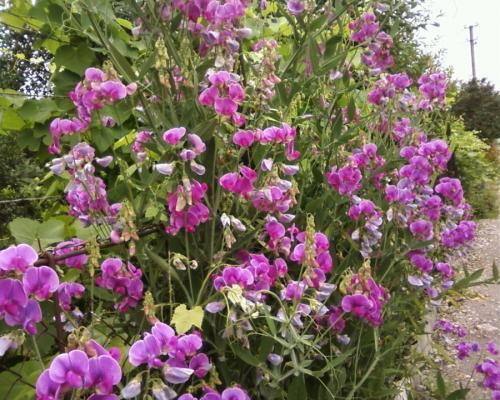 Вьющиеся растения в ландшафтном дизайне. Вьющиеся растения — 70 фото применения в ландшафтном дизайне сада или участка