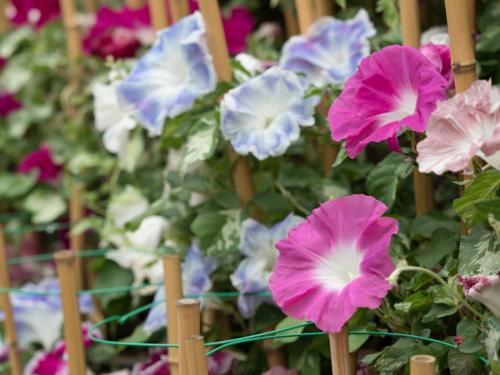 Вьющиеся растения в ландшафтном дизайне. Вьющиеся растения — 70 фото применения в ландшафтном дизайне сада или участка