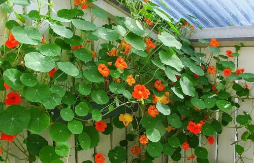 Вьющиеся цветы однолетние. Вьющиеся растения для забора, беседок и стен – выбираем среди однолетников