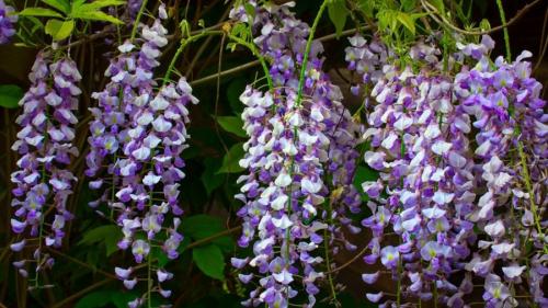 Вьющиеся растения в ландшафтном дизайне. Вьющиеся растения — 70 фото применения в ландшафтном дизайне сада или участка