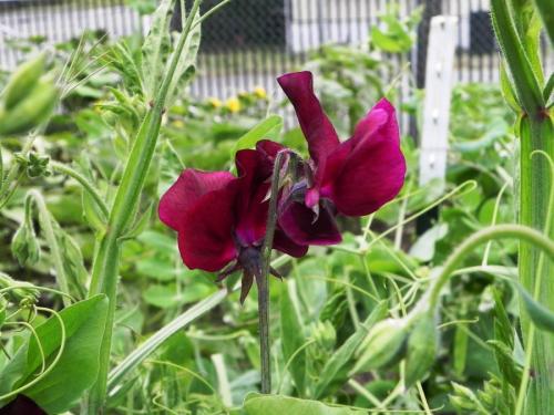 Вьющиеся растения в ландшафтном дизайне. Вьющиеся растения — 70 фото применения в ландшафтном дизайне сада или участка