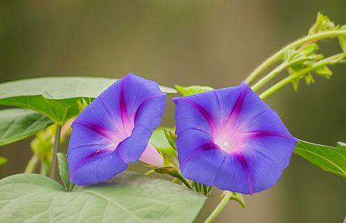 Вьющиеся цветы однолетние. Вьющиеся растения для забора, беседок и стен – выбираем среди однолетников