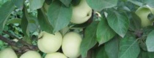 Ранние сорта яблок на кубани. Лучшие сорта яблонь на кубани