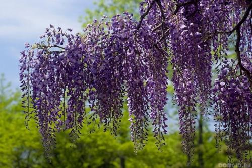 Вьющиеся растения в ландшафтном дизайне. Вьющиеся растения — 70 фото применения в ландшафтном дизайне сада или участка