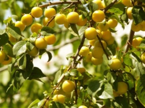 Слива волгоградская описание сорта. Специалисты назвали волгоградцам пять лучших сортов сливы 03