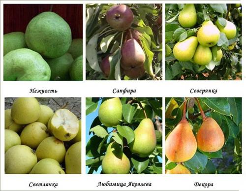 Совместимость вишни с другими плодовыми деревьями и кустарниками. Яблоня 09 Совместимость вишни с другими плодовыми деревьями и кустарниками. Яблоня 09