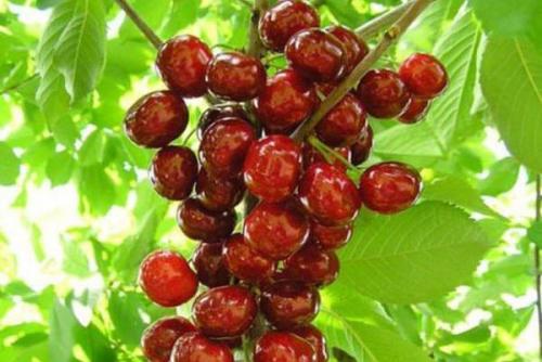 Совместимость вишни с другими плодовыми деревьями и кустарниками. Яблоня 13 Совместимость вишни с другими плодовыми деревьями и кустарниками. Яблоня 13