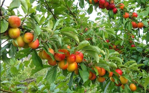 Совместимость вишни с другими плодовыми деревьями и кустарниками. Яблоня 12 Совместимость вишни с другими плодовыми деревьями и кустарниками. Яблоня 12