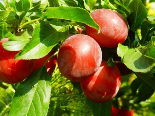 Слива волгоградская описание сорта. Специалисты назвали волгоградцам пять лучших сортов сливы 06