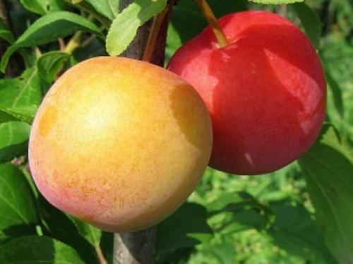 Слива волгоградская описание сорта. Специалисты назвали волгоградцам пять лучших сортов сливы 05