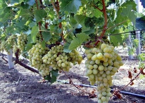 Совместимость вишни с другими плодовыми деревьями и кустарниками. Яблоня 05 Совместимость вишни с другими плодовыми деревьями и кустарниками. Яблоня 05