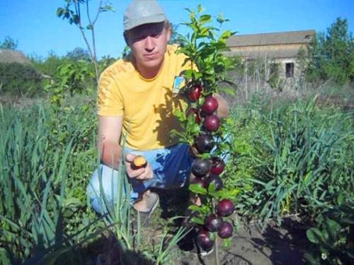 Совместимость вишни с другими плодовыми деревьями и кустарниками. Яблоня 10 Совместимость вишни с другими плодовыми деревьями и кустарниками. Яблоня 10