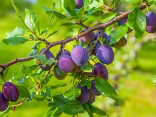 Слива волгоградская описание сорта. Специалисты назвали волгоградцам пять лучших сортов сливы 04