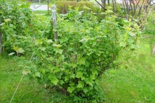 Совместимость вишни с другими плодовыми деревьями и кустарниками. Яблоня 14