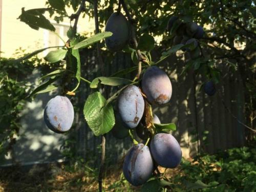 Слива мирная. Описание сорта Синий дар